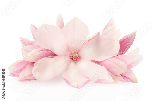 Naklejka dekoracyjna Magnolia, pink spring flowers and buds on white, clipping path