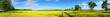 rapeseed field panorama