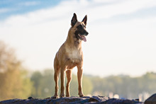 Cute Belgian Shepherd Dog, Portrait In Summer