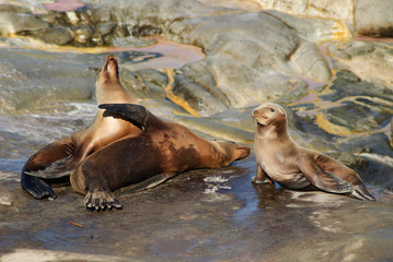 Sea Lion Family