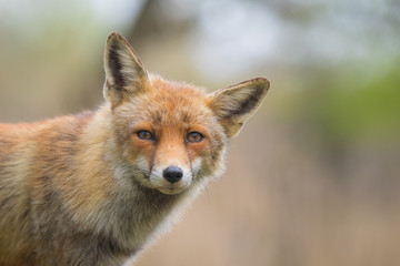wild red fox cub portrait