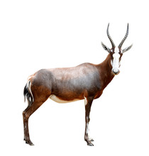 Blesbok Antelopes (Damaliscus Pygargus) 