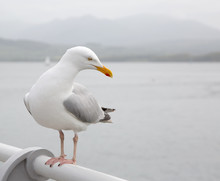 Seagull Perched On A Pier Handrail