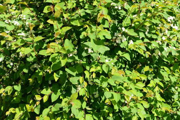 Wall Mural - Green bush as background