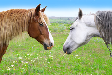 Two beautiful horses grazing on meadow