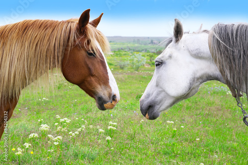 Fototapeta na wymiar Two beautiful horses grazing on meadow