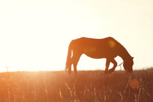 Horse Silhouette On Sunset