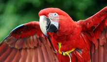 Red Macaw