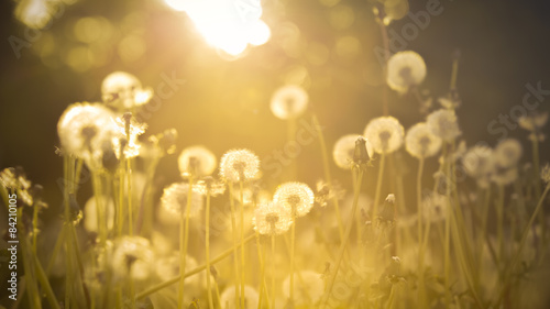 De-focused dandelion background