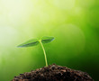 Plant grow and bokeh background , concept design