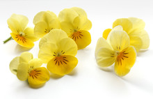 Slightly Blurred Yellow Pansies On A White Tile
