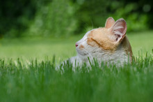 Cat Sleeping On Grass