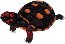 Red Foot Turtle