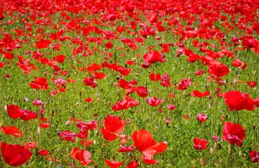 flower meadow of red poppies