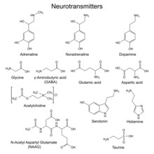 Chemical Formulas Of Basic Neurotransmitters