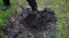 A Man Digging And Stumping The Charred Stump Manually By Shovel.