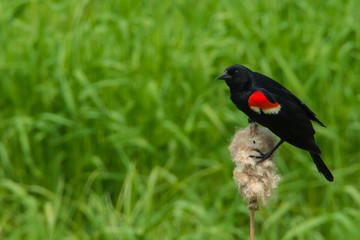 Wall Mural - Red-winged Blackbird