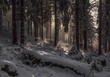 Forest clearing with sunrays in winter