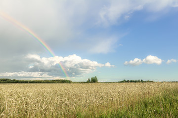  Farmland landscape with rainbow, cumulus clouds and cereal field