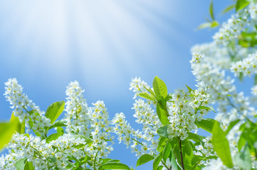 Aufkleber - Spring background with the blossoming bird cherry