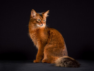 Wall Mural - Purebred Somali cat