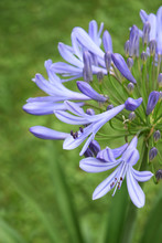 Purple African Lily