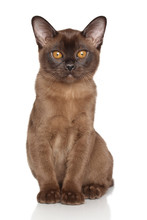 Chocolate Burmese Kitten