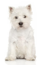 Portrait Of West Highland White Terrier