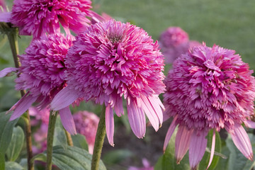 Wall Mural - Echinacea - Razzmatazz Ball