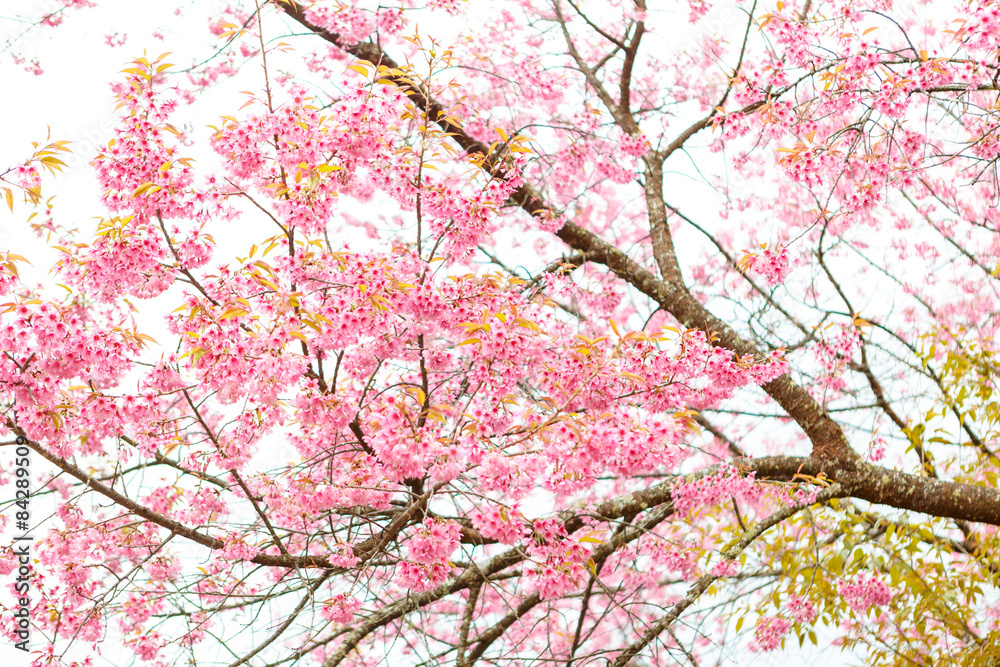 Wild Himalayan Cherry spring blossom