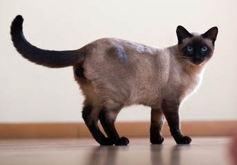 Standing adult Siamese cat