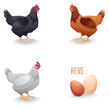 Set of hens different breed with eggs. isolated