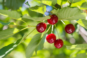 Wall Mural - Cherry orchard