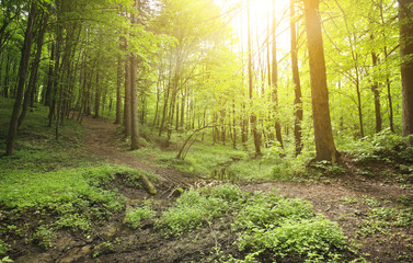 Canvas Print - Forest