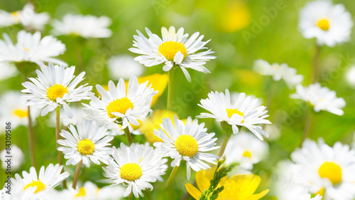 Gänseblümchen