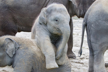 Two baby elephants playing in the sand