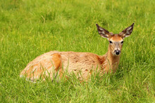 White-tailed Deer Lying In The Grass