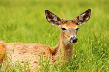 Wall Mural - white-tailed deer lying in the grass