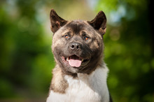 Portrait Of  Funny American Akita Dog 