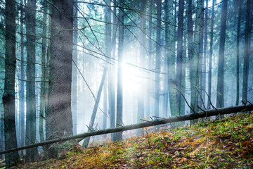 Wall Mural - Mysterious fog in the forest