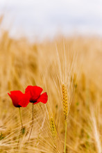 A Wheat Field With Poppies Flowering In Early Summer