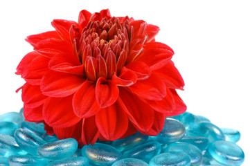 Wall Mural - Red Dahlia with Blue Glass Stones on White Background