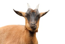 Isolated Closeup Of Brown Goat