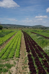  plantation de salades