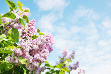 Beautiful Lush Flowers Of Lilac Bush Against Blue Sky