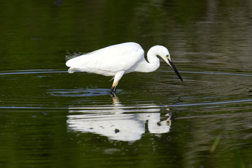 Sticker - White egret