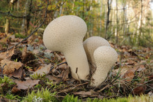 Lycoperdon Perlatum Fungus