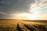 Fototapeta Natura - Sunrise over a field of grain