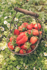 Poster - Fresh strawberries