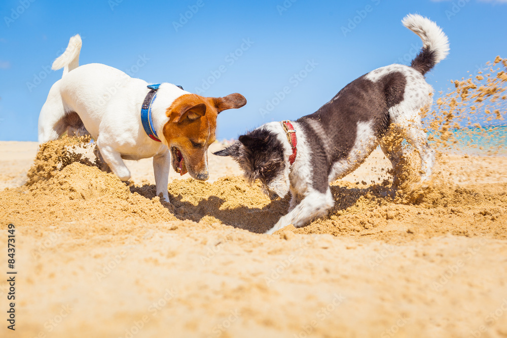 dogs digging a hole - obrazy, fototapety, plakaty 